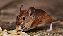 24 Hour & Emergency Exterminators in Passaic Park, NJ